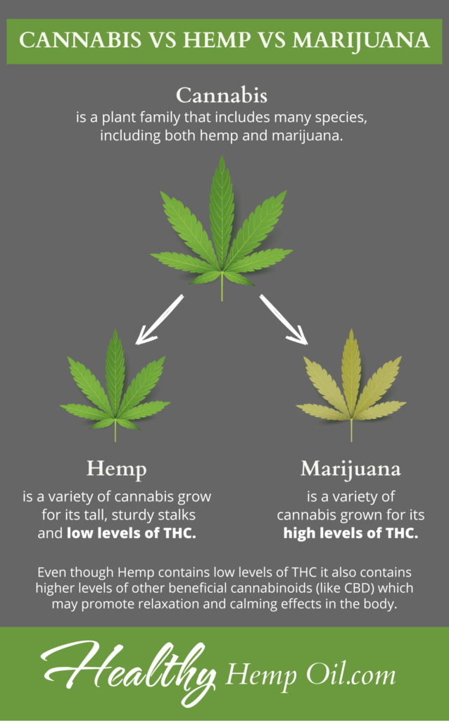 Cannabis vs Hemp vs Marijuana