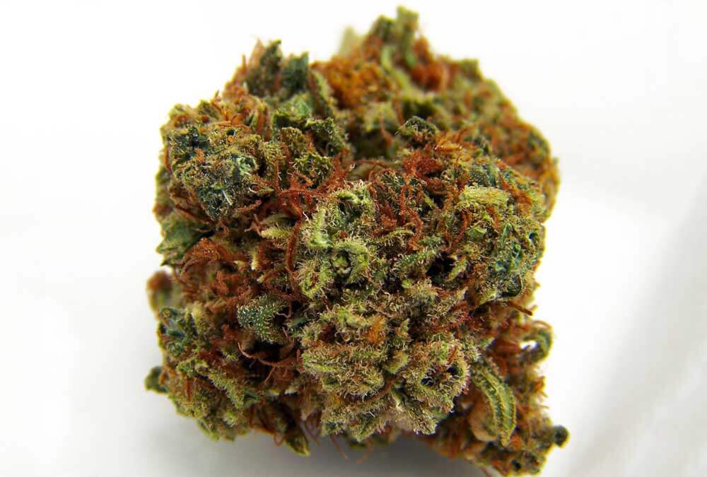 High CBD Strains - Ringo's Gift