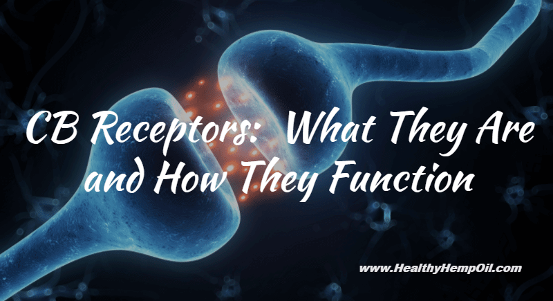 CB Receptors