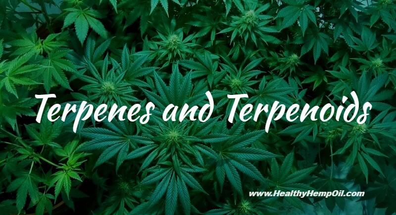 Terpenes and Terpenoids