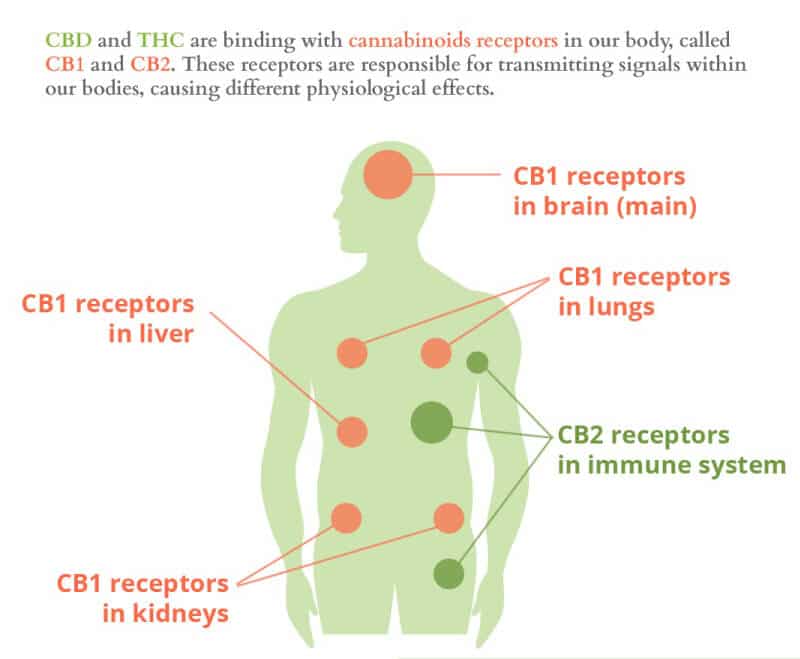 Chart of human body and receptors