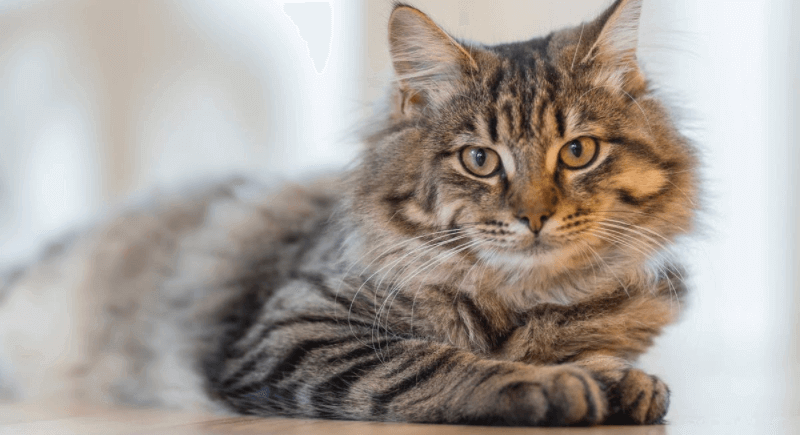 CBD Oil for Cats